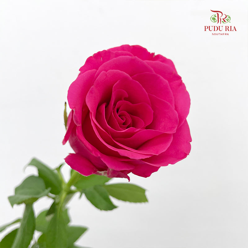 Rose Hot Pink (19-20 Stems)