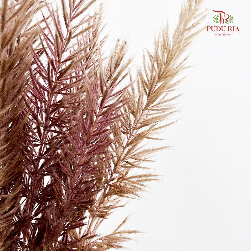 Phragmites Australis - (Per Bundle)