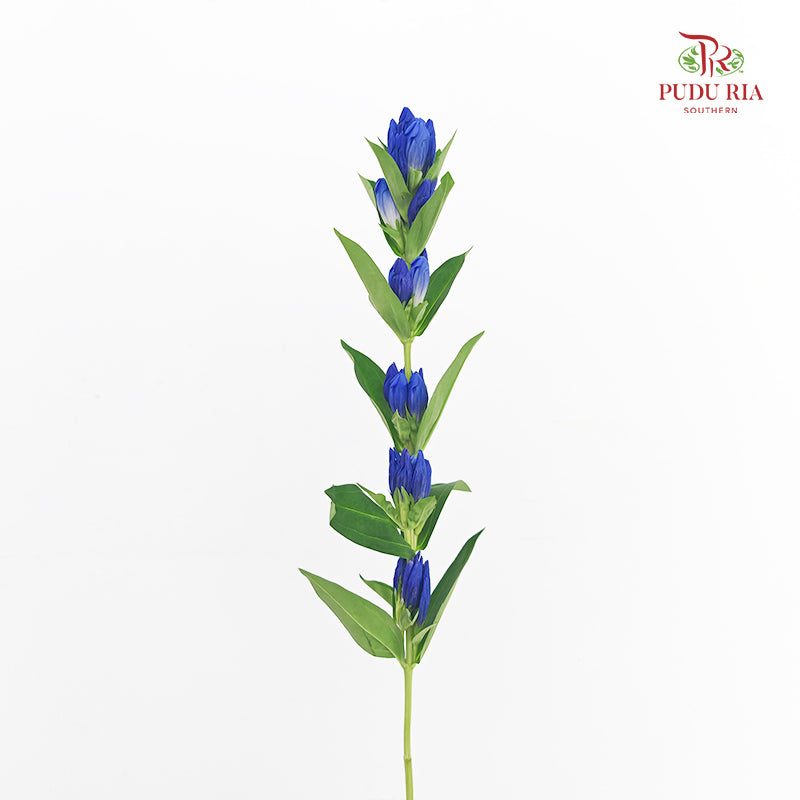 Gentiana Blue - (5 Stems)