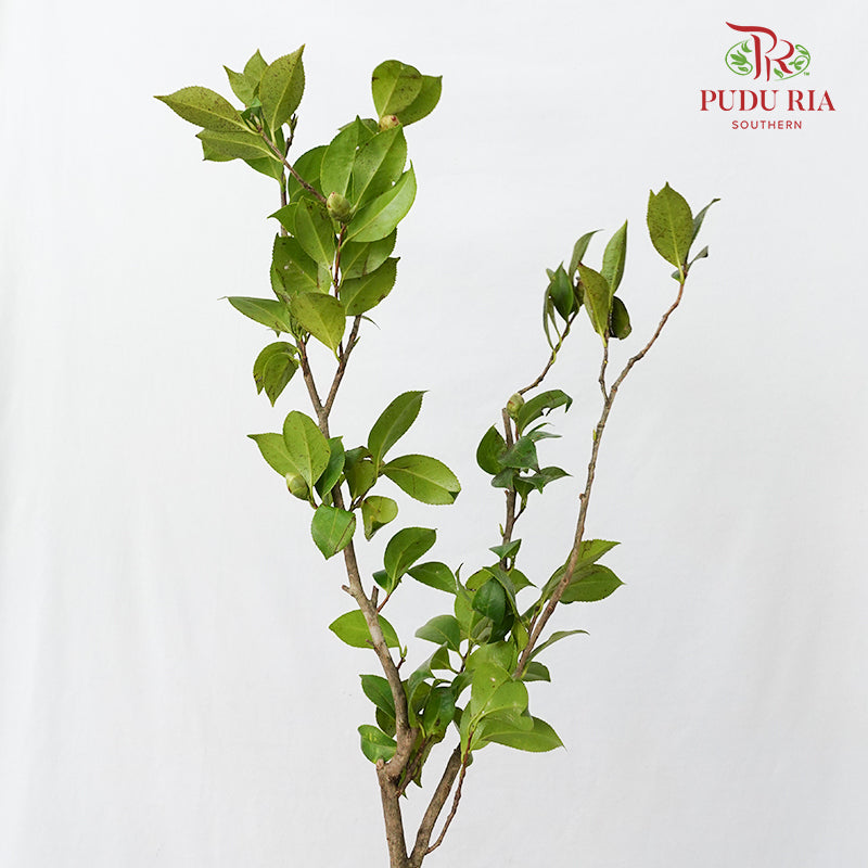 Camellias Leaf 茶花叶子 - (Per Bundle)