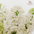 Syringa White 丁香花 - (2 Stems)