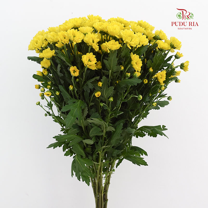 Chrysanthemum Calimero Pompom Rossi Sunny - (10-12 Stems)