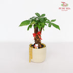 CNY Potted Plant Arrangement 2024#49