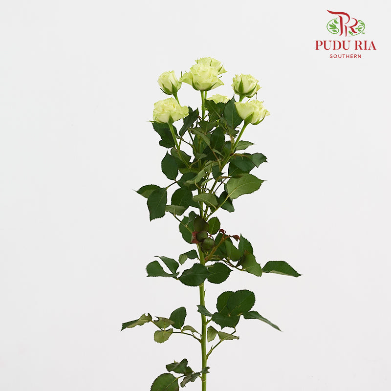Rose Spray Jiang - (8-10 Stems)