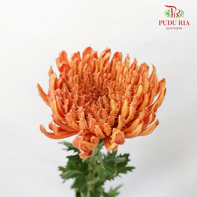 Net Mum Chrysanthemum Orange (10-12 Stems) - Pudu Ria Florist Southern