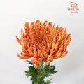 Net Mum Chrysanthemum Orange (10-12 Stems) - Pudu Ria Florist Southern