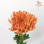 Net Mum Chrysanthemum Orange (10-12 Stems) - Pudu Ria Florist Southern