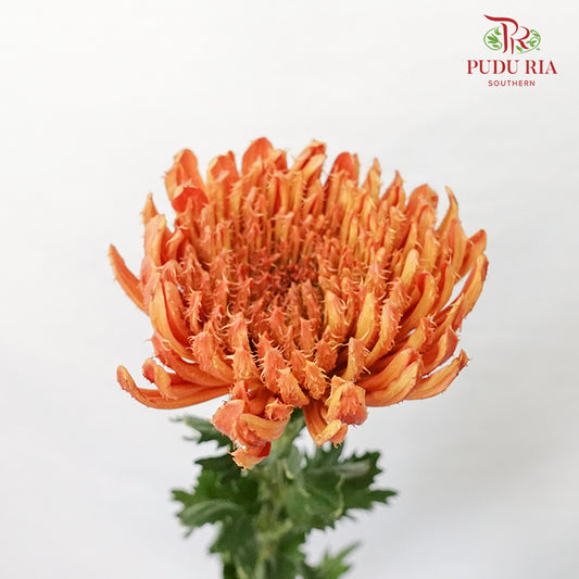 Net Mum Chrysanthemum Orange (10-12 Stems) - Pudu Ria Florist Southern