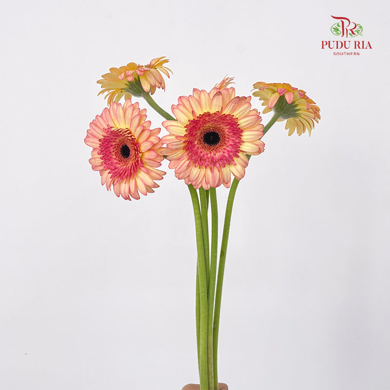 Gerbera Mini Prosecco - (5 Stems)