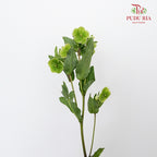 Helleborus Viridis - Pudu Ria Florist Southern