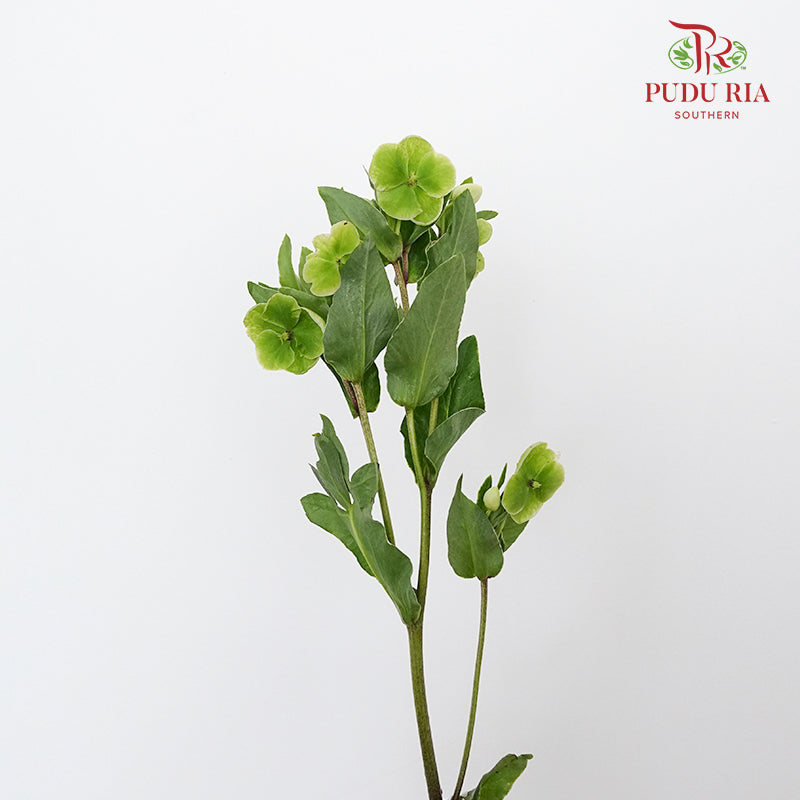 Helleborus Viridis - Pudu Ria Florist Southern