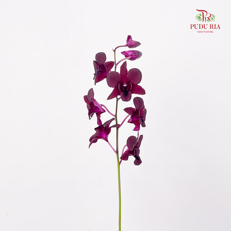 Dendrobium Orchid Dark Purple (M) - (5 Stems)