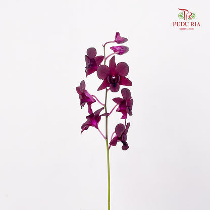 Dendrobium Orchid Dark Purple (M) - (5 Stems)