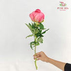 Peony Pink 芍药 - (5 Stems)