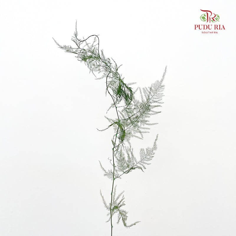 Preservative Asparagus Fern - Green