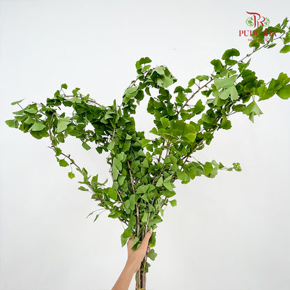 Ginkgo Biloba