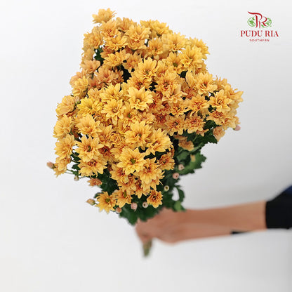 Chrysanthemum Pompom Daisy Light Orange 1 - (10-12 Stems)