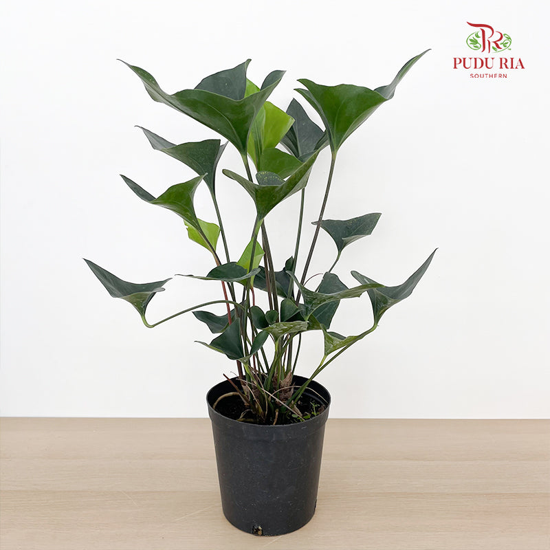 Anthurium Arrow P210