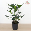 Anthurium Arrow P210