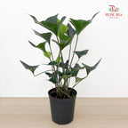 Anthurium Arrow P210