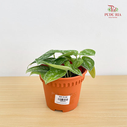 Scindapsus Moonshine