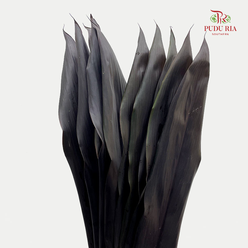 Cordyline Black Ti Leaves  绿朱蕉 - (5 Stems)