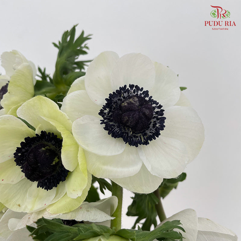 Anemone Hupehensis White 银莲花 - (Per Bundle)