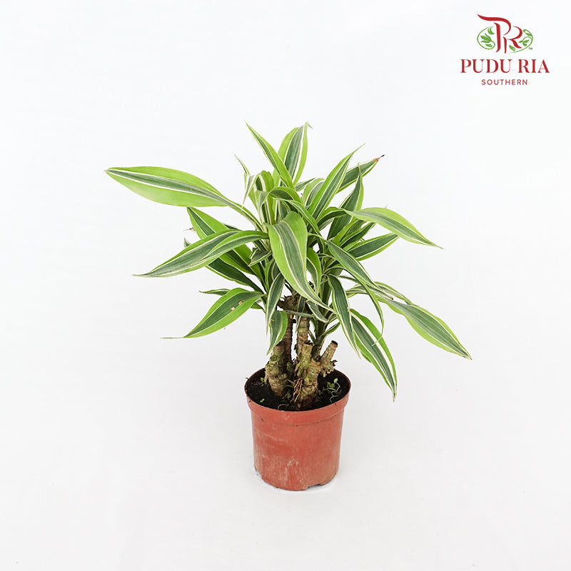 Dracaena Lemon Lime Tree (M)