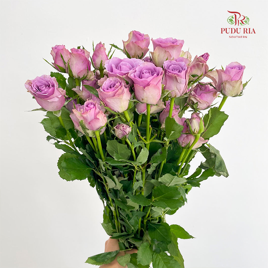 Rose Spray Zixia Fairy - (8-10 Stems)