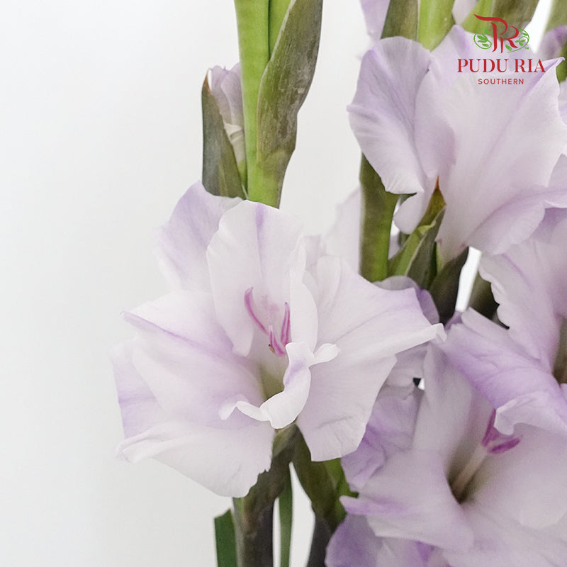 Gladiolus - Light Purple - Pudu Ria Florist Southern