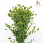 Bupleurum - Pudu Ria Florist Southern