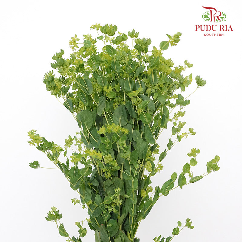 Bupleurum - Pudu Ria Florist Southern