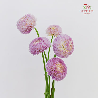 Dahlia Hybrida Megan Dean 梅根迪安大理花 - 5 Stems