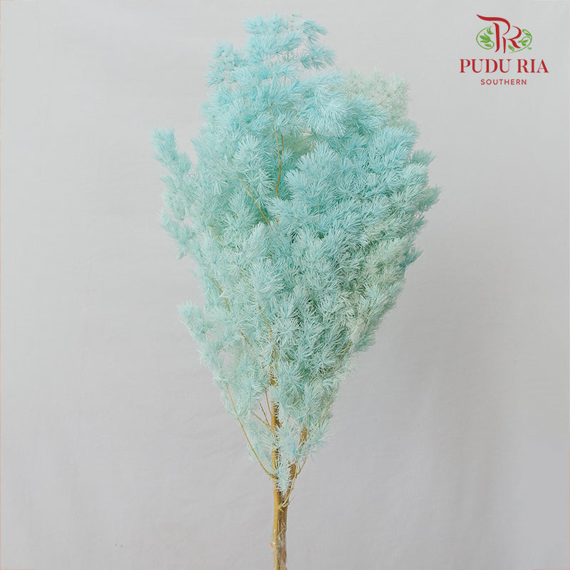 Preservative Asparagus Fern Sky Blue