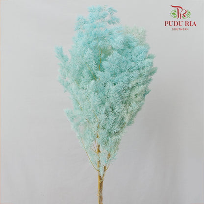 Preservative Asparagus Fern Sky Blue