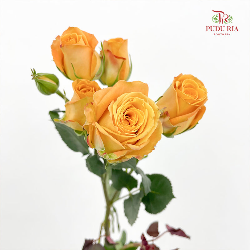 Rose Spray Orange Yellow 杏色蕾丝多头玫瑰 - (8-10 Stems)