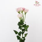 Rose Spray premium Pink white (8-10 Stems) - Pudu Ria Florist Southern