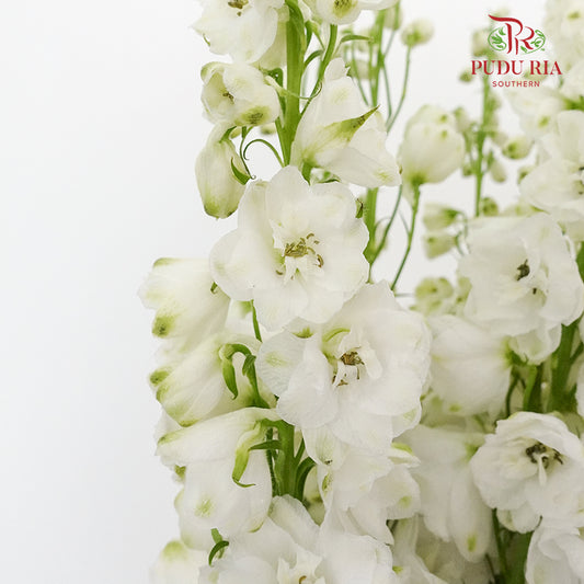 Delphinium Delladonra White - 5 Stems - Pudu Ria Florist Southern