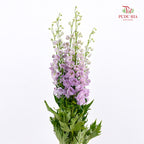 Delphinium Short Purple 飞燕草 - (5 Stems)