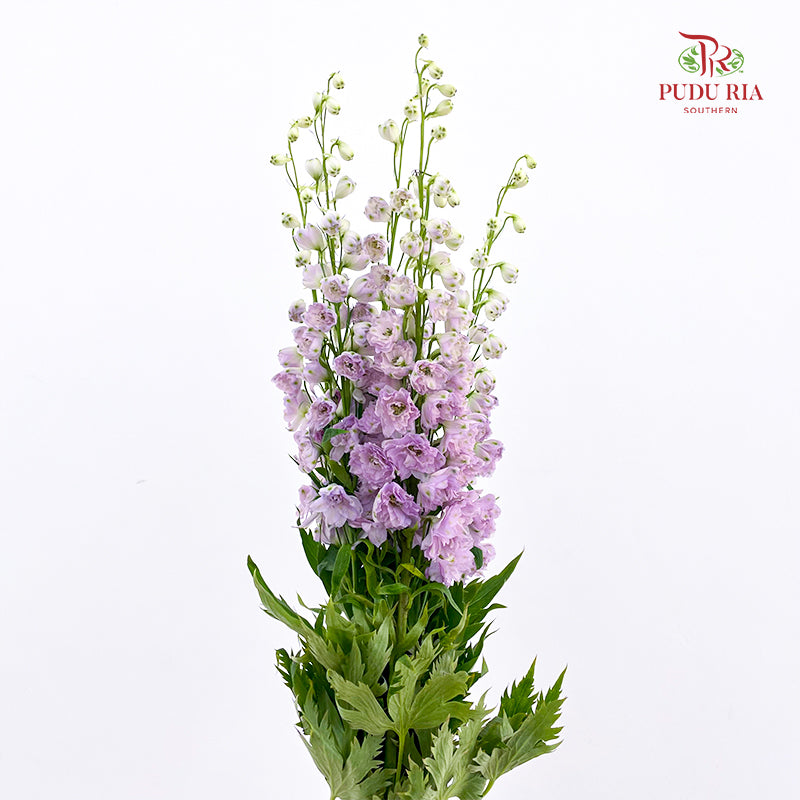 Delphinium Short Purple 飞燕草 - (5 Stems)