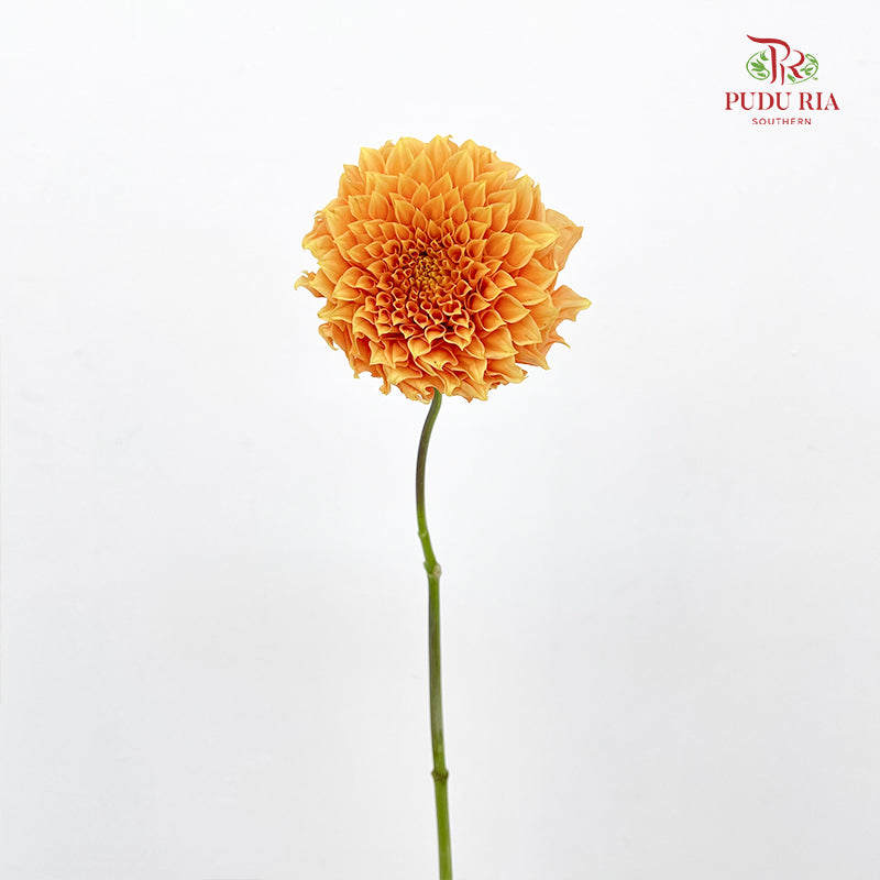 Dahlia Gold - (Per Bundle)