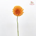 Dahlia Gold - (Per Bundle)
