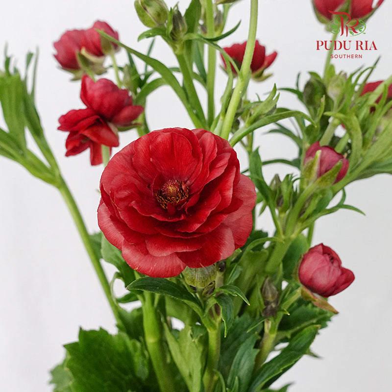 Ranunculus Butterfly Red (8 - 10 Stems) - Pudu Ria Florist Southern