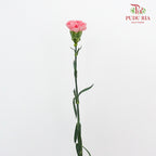 Carnation Flamingo (8-10 Stems) - Pudu Ria Florist Southern