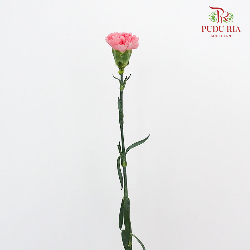 Carnation Flamingo (8-10 Stems) - Pudu Ria Florist Southern