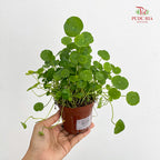Asiatic Pennywort