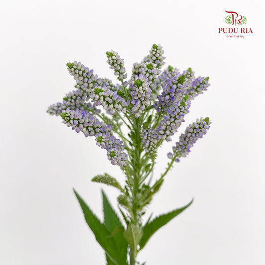 Veronica Spray Light Purple - (Per Bundle)