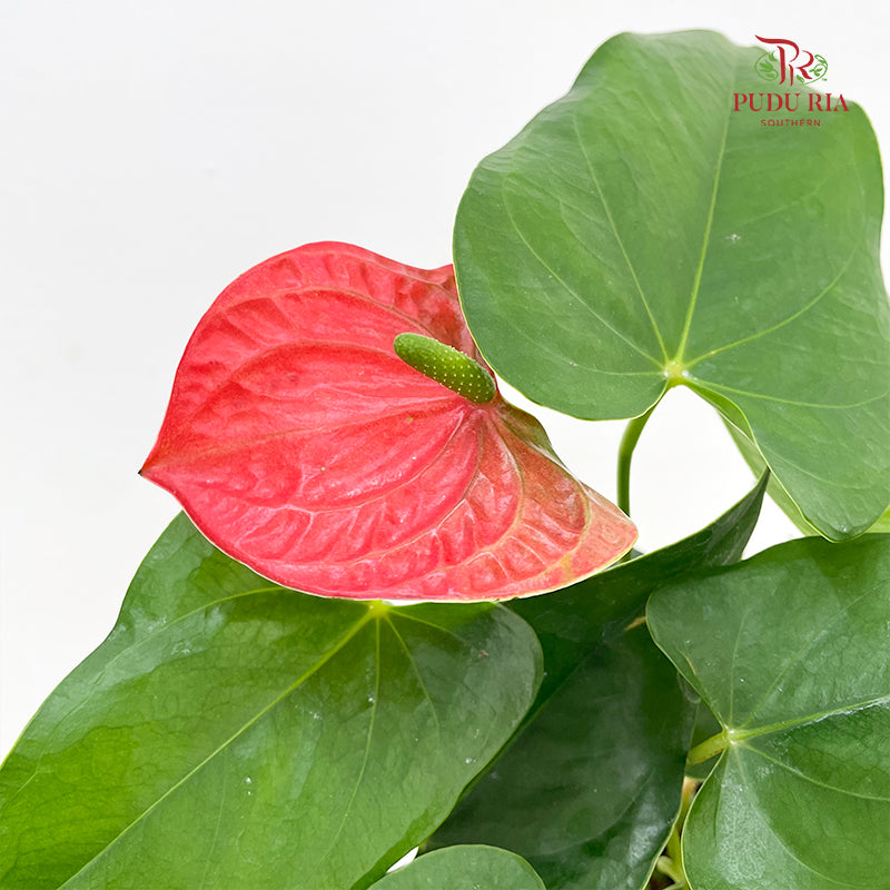 Anthurium Red Bambino