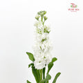 Matthiola White 紫罗兰 - (10 Stems)