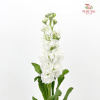 Matthiola White 紫罗兰 - (10 Stems)
